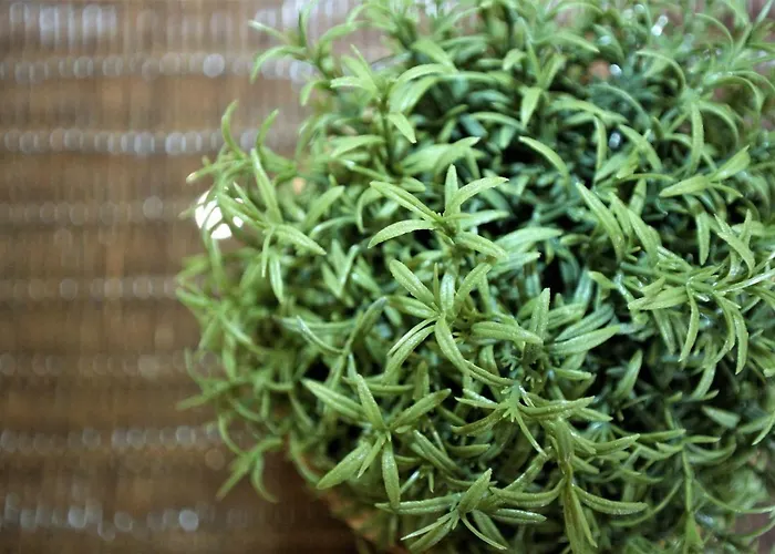 Apartment El 31 De *